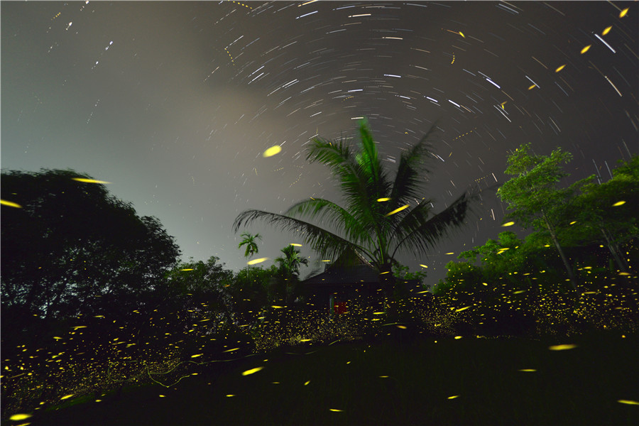 The sparkling firefly dances in the botanic garden in Xishuangbanna Dai autonomous prefecture in Yunnan