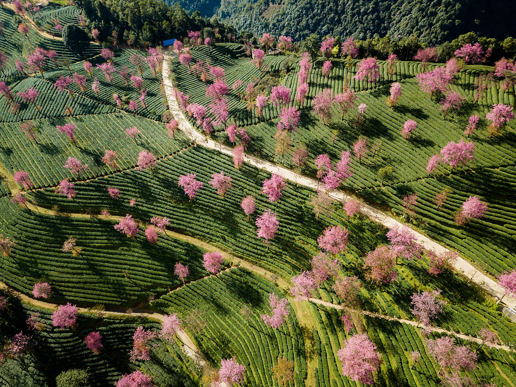 The stunning sakura flowers dot the hillsides in Wuliangshan Sakura Valley of Nanjian County, Dali