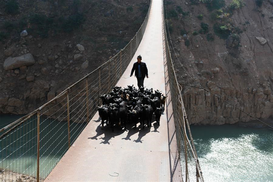 A man herds the sheep on a bridge spanning the Niulan River in southwest China on Dec. 12, 2019