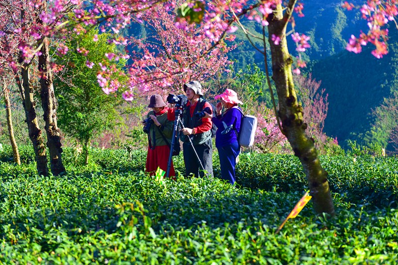 Cherry Blossoms in Wuliang Township of Nanjian County, Dali, Yunnan