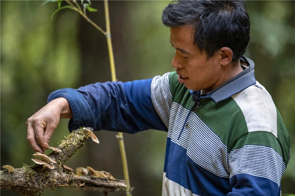 Lin Zhonghua, a villager of Sanhe, spreads bird food in the jungle
