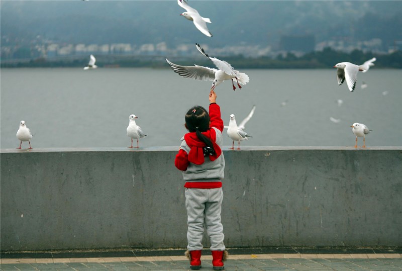 Seagulls in Kunming