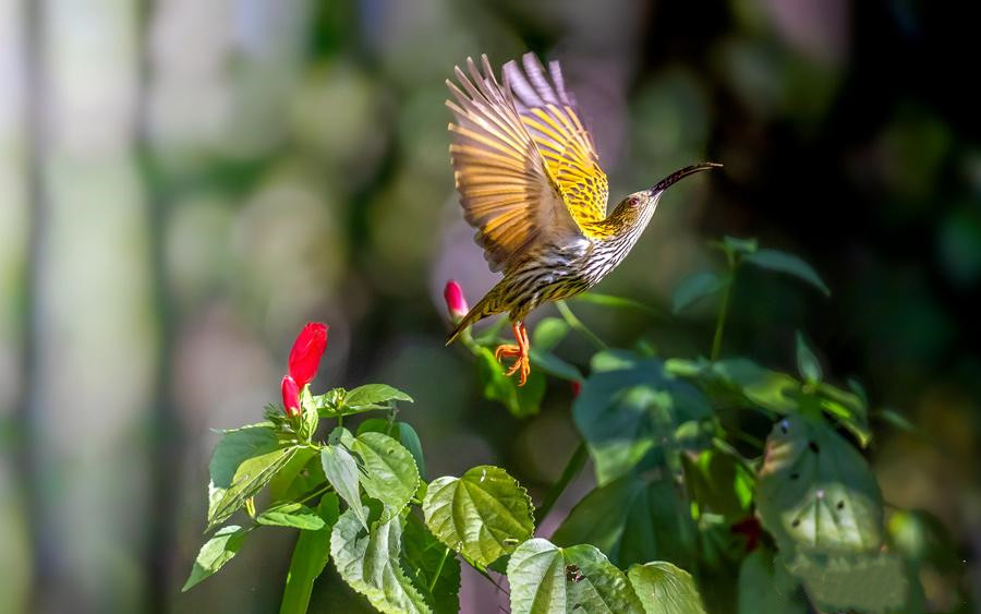Bird-watching tour in Baoshan, Yunnan