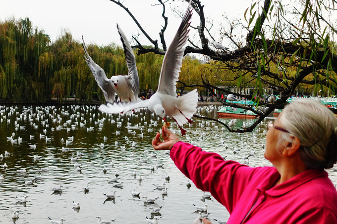 The Green Lake and Seagulls in Kunming