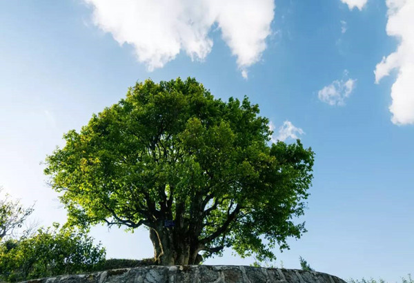 Xiangzhuqing Ancient Tea Tree in Fengqing County, Lincang