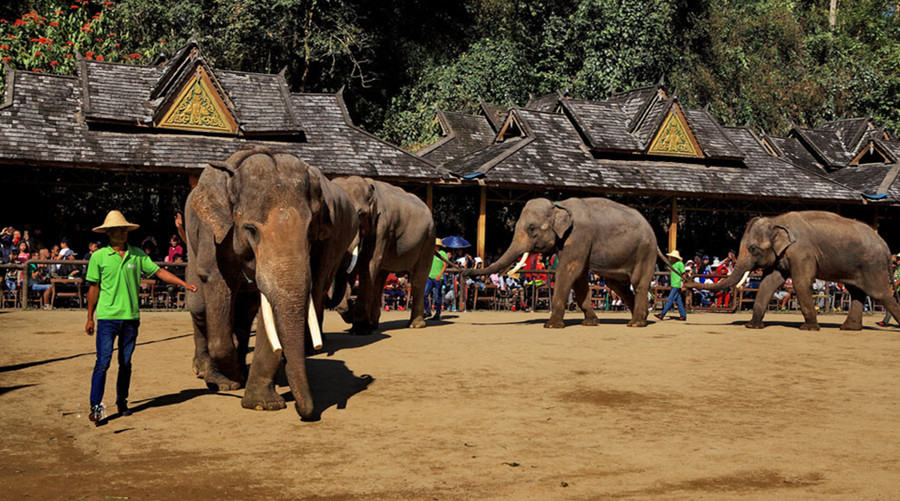 Xishuangbanna Wild Elephant Valley Nature Reserve-12