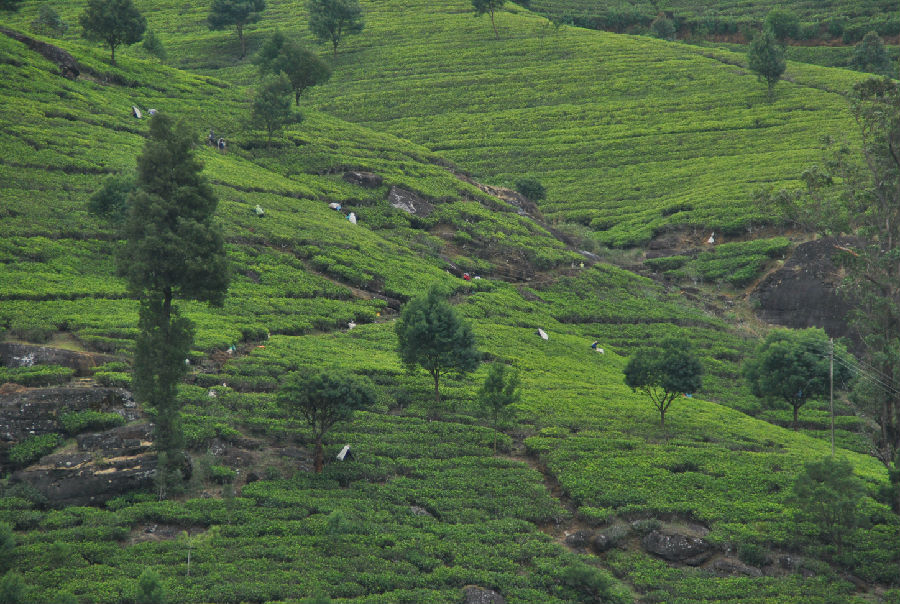 Tea Culture Tour in Nannuo Mountain Tea Plantation, Travel Blog of ...